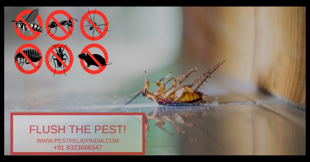 pest relief services 