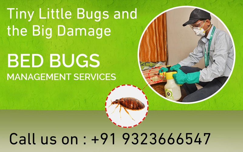 Bed Bugs Management Services