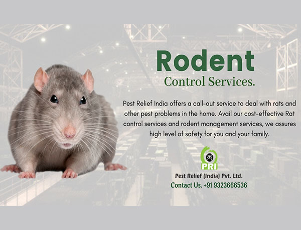 Rodent Control Services Finding the Best Rodent Management Services ...